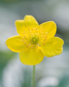 Anemone ranunculoides.jpg